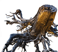 Root by Dan Corson. Photo: Spike Mafford