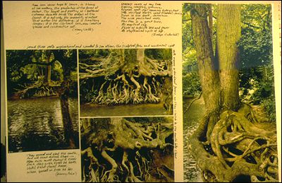 Tree Roots composite, River Mole, Roger Polley, 1996 Surrey Hills Landscape Assessment © Countryside Agency/Roger Polley