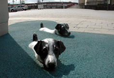 Bill and Bob, by Cathie Pilkington, 2000. Millennium Square, @-Bristol.  Photo: Visual Technology, Bristol City Council.