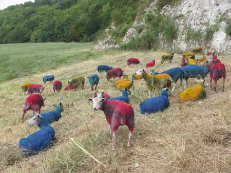 Quarry 2 project by artist Lee Simmons: Blending sheep; photograph © Lee Simmons, 2006