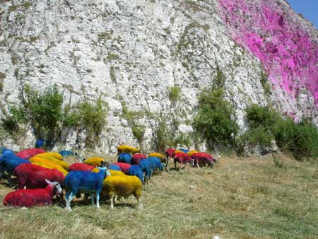Quarry 2 project by artist Lee Simmons: Sheep at the cliff face; photograph © Sarah Lowry, 2006