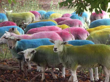 Quarry 2 project by artist Lee Simmons: Sheep after three weeks with faded colours; photograph © Lee Simmons, 2006