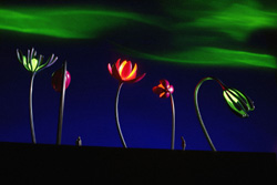 People's Playground, Blackpool; Dune Flowers by Freestate with Chris Levine; Photos: Andy Atkinson, London; Model Making Dante