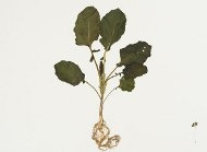 John Newling, An Eclipse between Coin and Leaf (Jersey Kale) 2011-12. Courtesy of the artist.